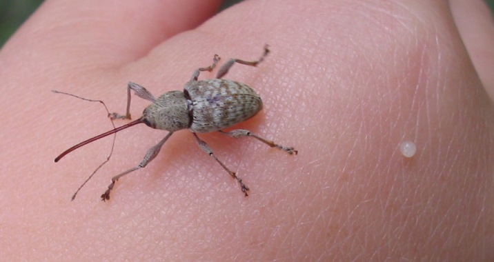 Elefantini sul fico: Curculio elephas